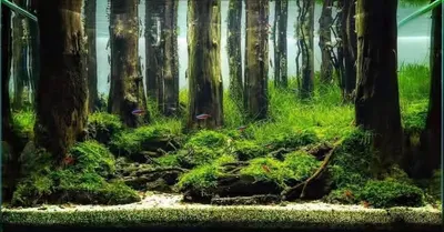 Garden Indoor Landscape Aquascape Home Nature Interior